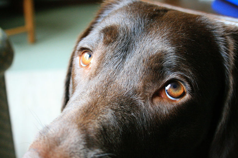 犬はどうして人間と良好な関係が結べるのか イギリスのポーツマス大学がその研究結果を発表 Webマガジン Axis デザインのwebメディア