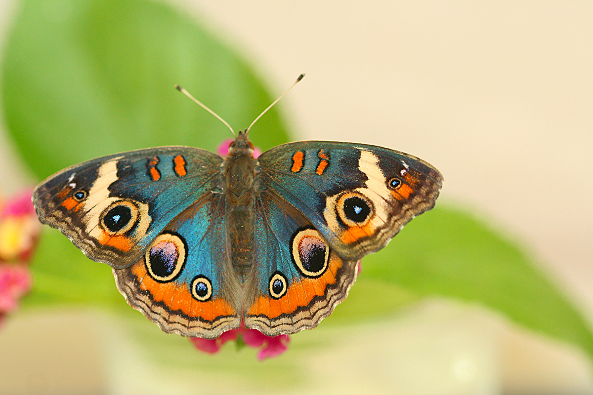 蝶の翅の構造色はどのように生まれる？ 米研究グループが鱗粉の