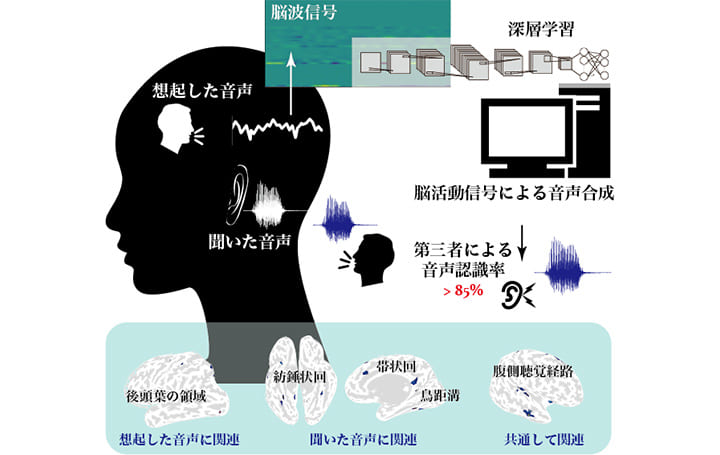 思い出した音を再現？！ 東京工業大学が音を脳波で再構築する方法を開発